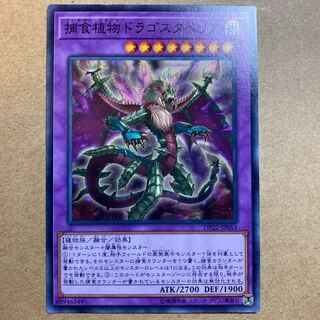 捕食植物ドラゴスタペリア ノーマル