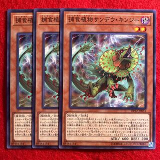 捕食植物サンデウ・キンジー☆4556