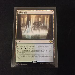 MTG 冠水樹林帯