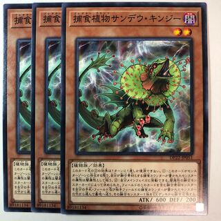 Predaplant Chlamydosundew Normal Set of 3