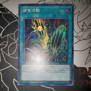 捕食活動 プレデタープラクティス