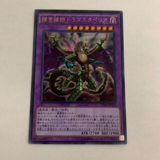 捕食植物ドラゴスタペリア ウルトラレア　1枚