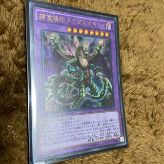 捕食植物ドラゴスタペリア ウルトラレア