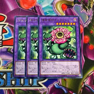 捕食植物キメラフレシア