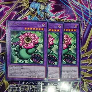 補食植物キメラフレシア