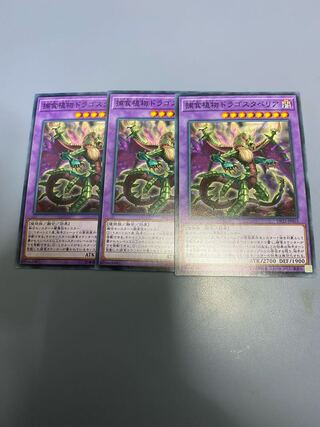 捕食植物ドラゴスタペリア　3枚