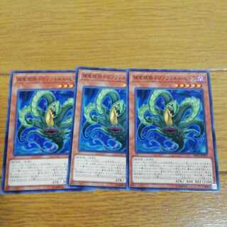 捕食植物ドロソフィルム・ヒドラ3枚