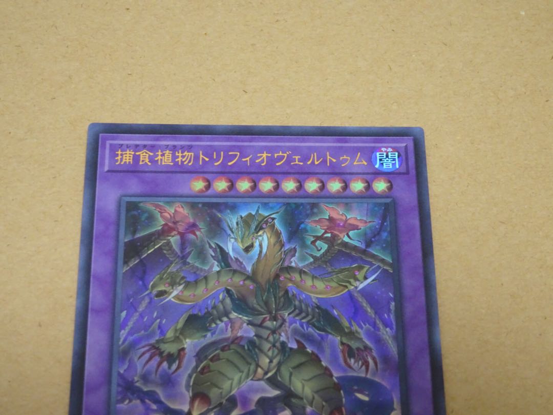 捕食植物トリフィオヴェルトゥム ウルトラレア