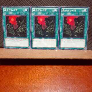 【ぽぽたん】遊戯王 　5457　森のざわめき　3枚セット　ノーマル