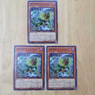 Predaplant Chlamydosundew