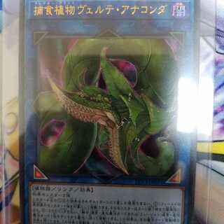 捕食植物ヴェルテ・アナコンダ