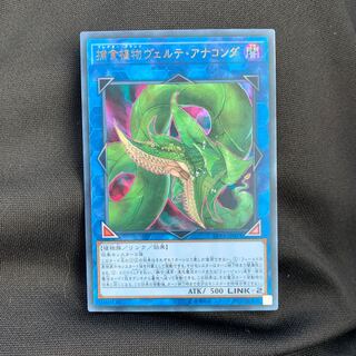 捕食植物ヴェルテ・アナコンダ