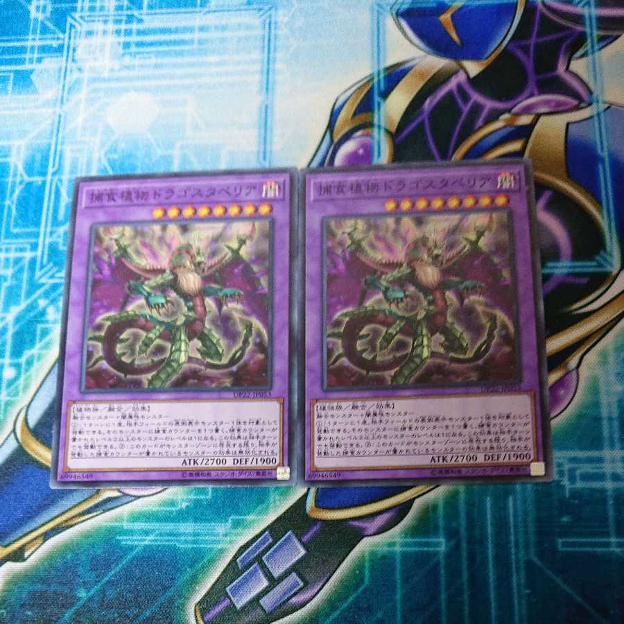 捕食植物ドラゴスタペリア ノーマル