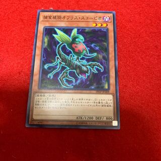 捕食植物オフリス・スコーピオ