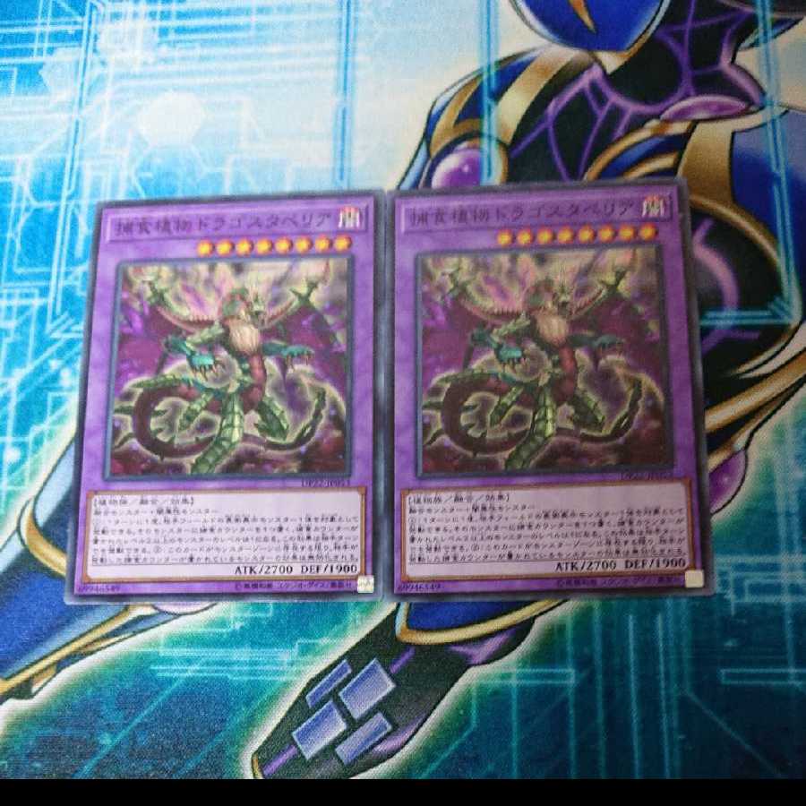 Predaplant Dragostapelia Normal