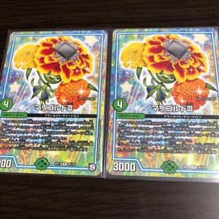 マリゴルド　2枚