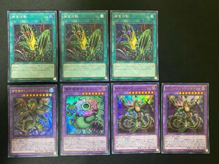 Predaplant Triphyoverutum, Predaplant Dragostapelia, Predapractice