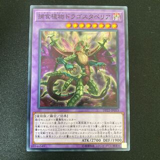 捕食植物ドラゴスタペリア ノーマル