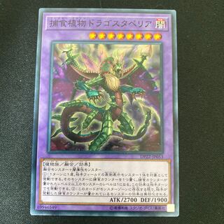 捕食植物ドラゴスタペリア ノーマル