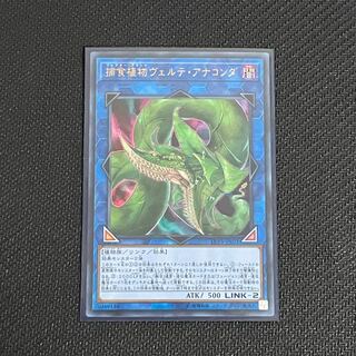 捕食植物ヴェルテ・アナコンダ