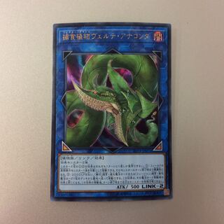（美品）捕食植物ヴェルテアナコンダ　ウルトラレア