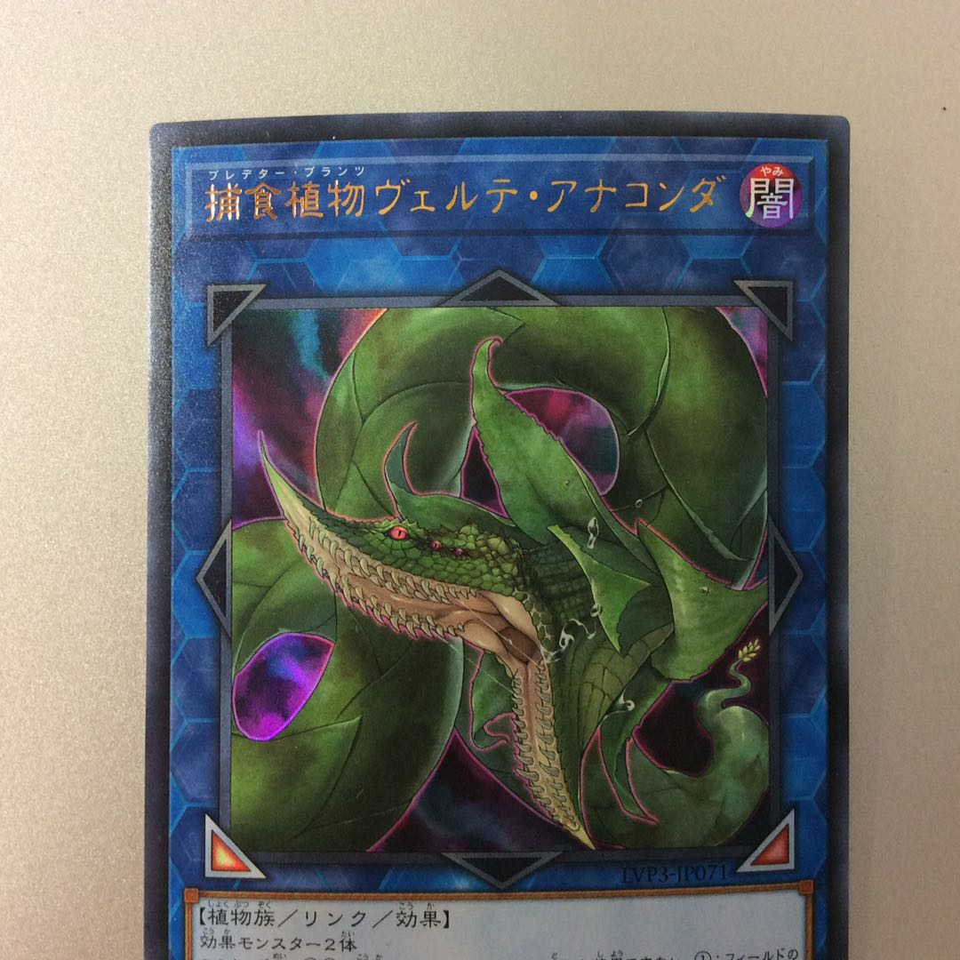 （美品）捕食植物ヴェルテアナコンダ　ウルトラレア