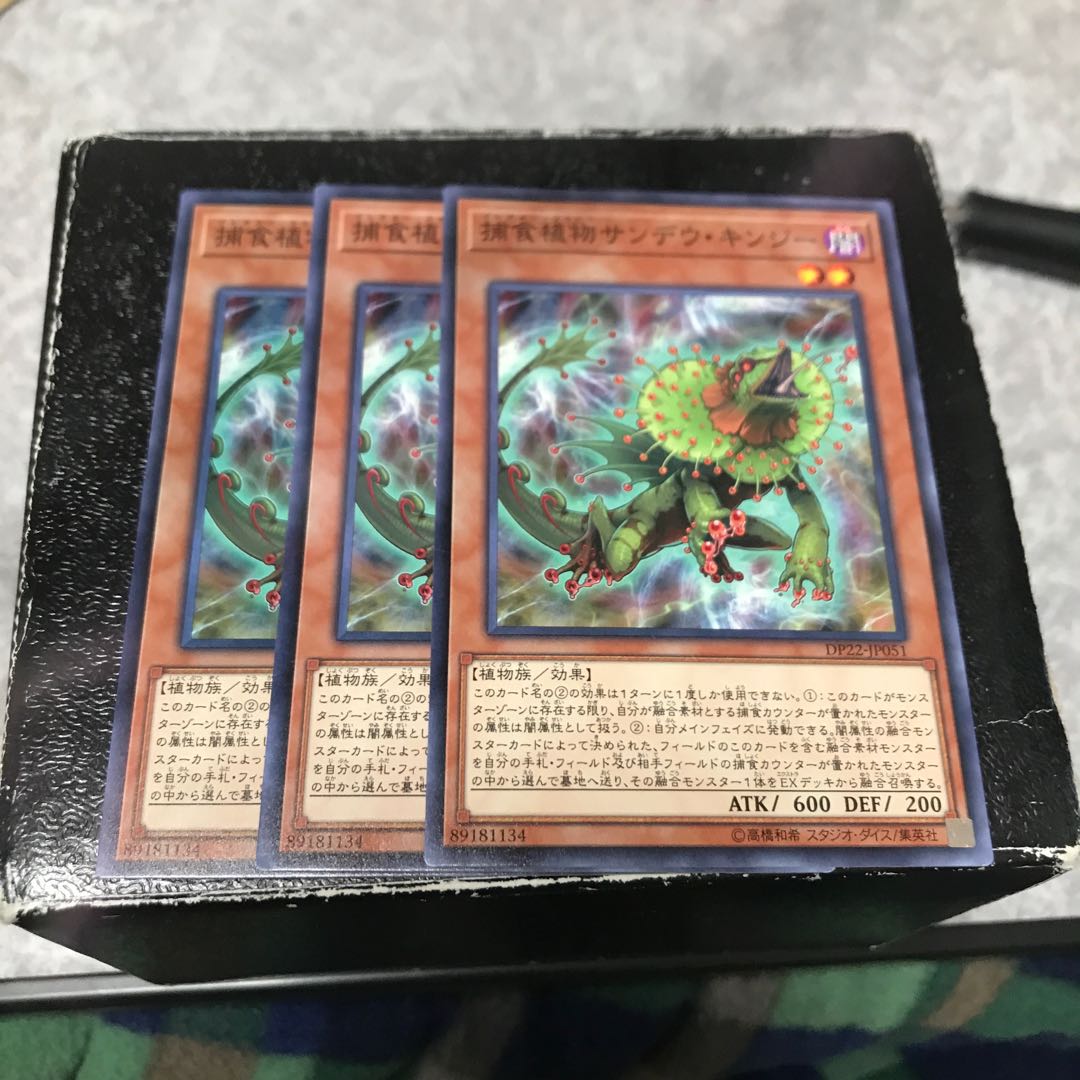 3 normal Predaplant Chlamydosundew