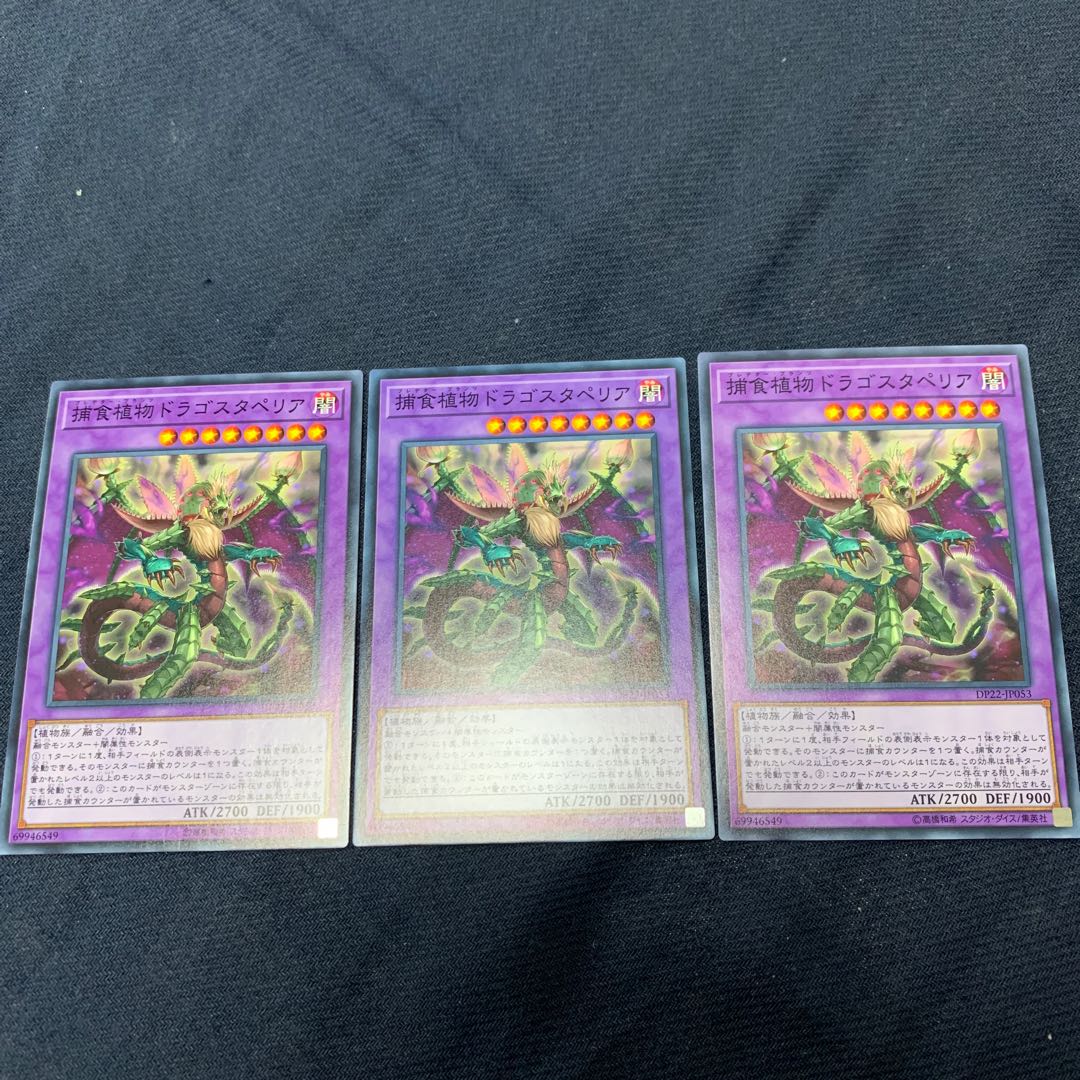 Predaplant Dragostapelia 3 normal