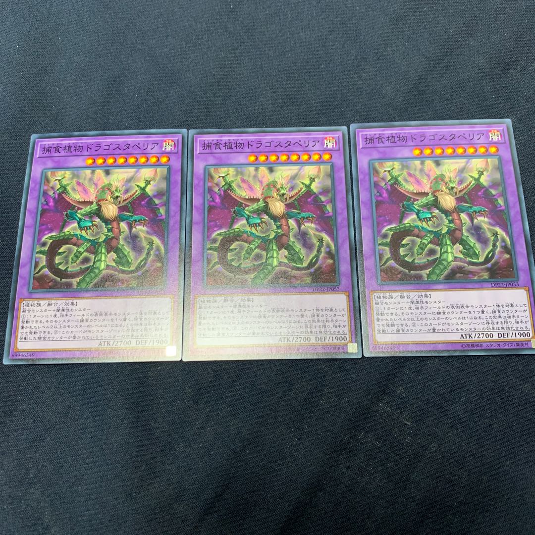 Predaplant Dragostapelia 3 normal