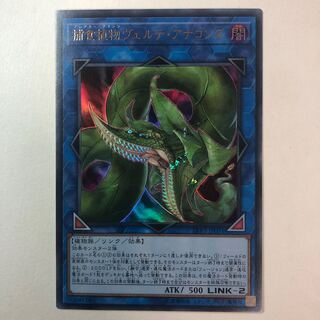 捕食植物ヴェルテ・アナコンダ ウルトラレア