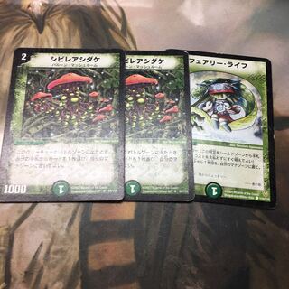 シビレアシダケ2枚、フェアリーライフ