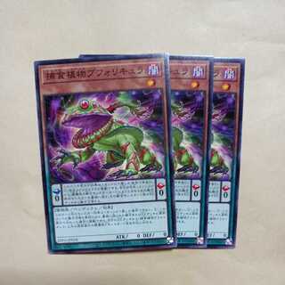 Prey Upon Plant Buphoricure Normal