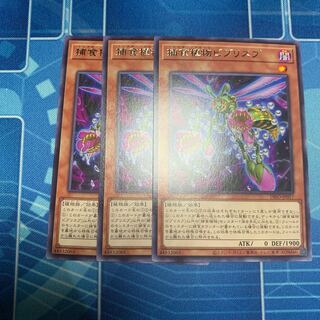 捕食植物ビブリスプ レア