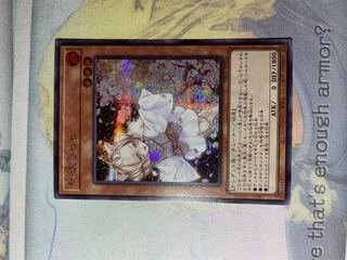 Ash Blossom & Joyous Spring