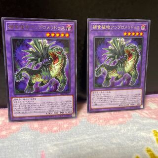 Prey Upon plant ambromeridus