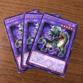 Prey Upon plant ambromeridus rare, set of 3