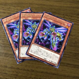 捕食植物ビブリスプ レア　3枚セット