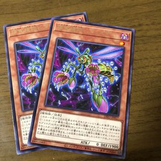 捕食植物ビブリスプ レア　 2枚セット