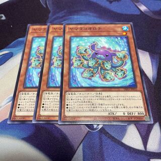 Goliath birdeater (Theraphosa blondi, a large species of tarantula)