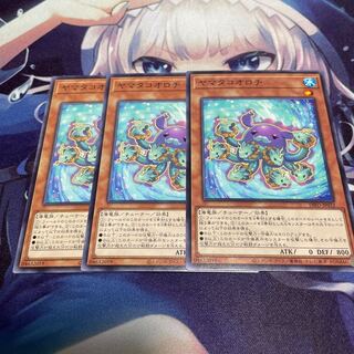 Goliath birdeater (Theraphosa blondi, a large species of tarantula)