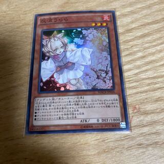 Ash Blossom & Joyous Spring (MACR-JP036)