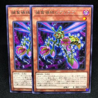 捕食植物ビブリスプ レア