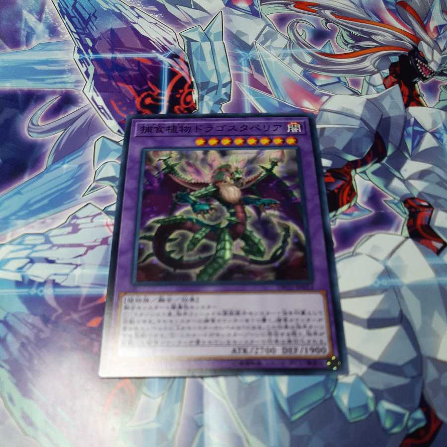 Predaplant Dragostapelia Normal