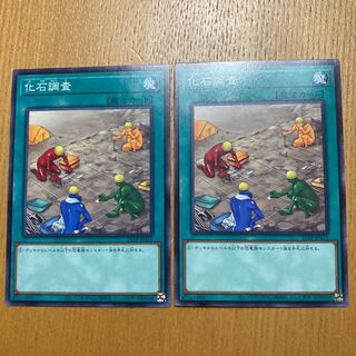 【本日限定特価】化石調査 2枚 ノーマル