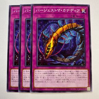 バージェストマ・カナディア ノーマル