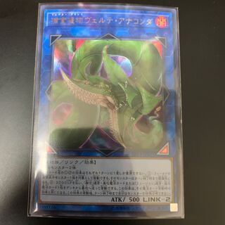 捕食植物ヴェルテ・アナコンダ ウルトラレア