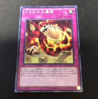 【明日まで】特価　イタチの大暴発 ノーマル