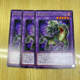 捕食植物アンブロメリドゥス レア