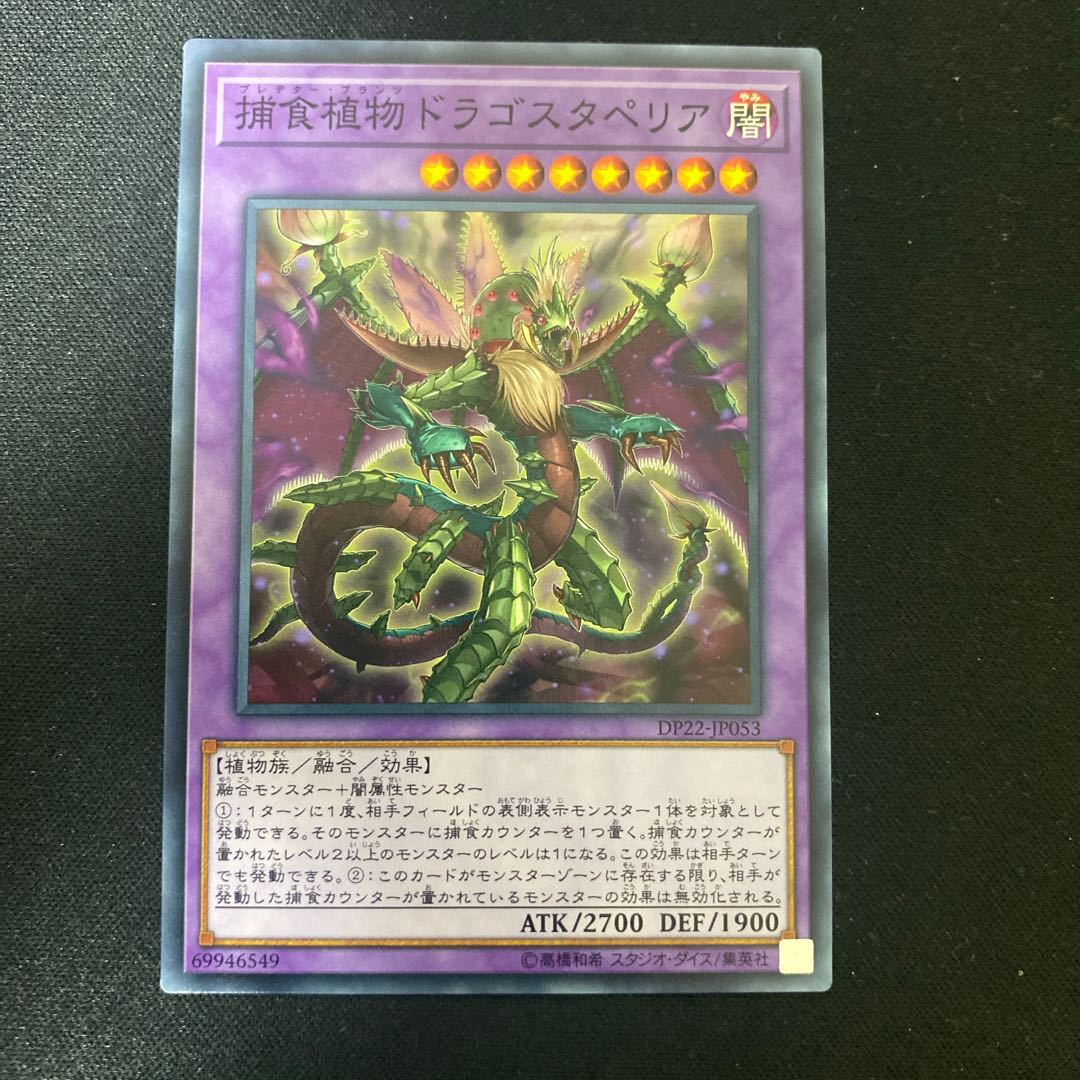 Predaplant Dragostapelia Normal