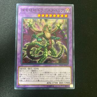 Predaplant Dragostapelia Normal